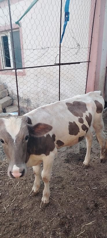 Salam super cins erkey danadi esil saxlamalig danadi