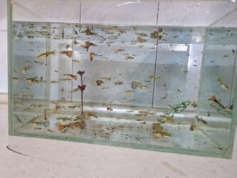 bit əleyhinə: Quppi, Sülhsevər, Ünvandan götürmə — 1