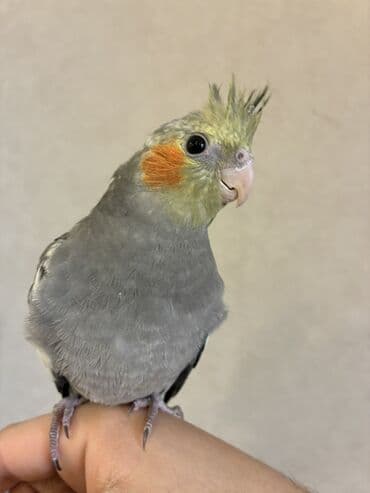 Nimfa (Cockatiel) – əl öyrəşmiş, sakit və mehriban xasiyyətli ev quşu