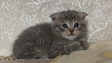 отдам кошку в хорошие руки: Britan, Yaxşı əllərə, Ünvandan götürmə, Pulsuz çatdırılma, Ödənişli çatdırılma — 2