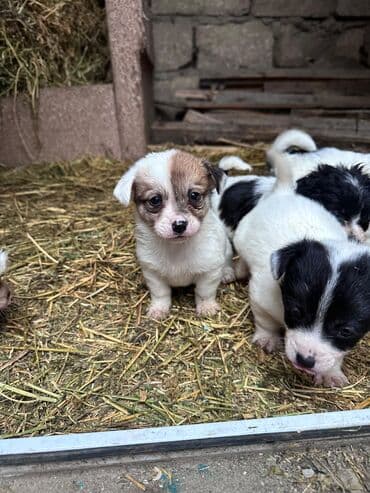 zvanok itler etibarlı əllərə veriril: Zvonok, 2 ay, Dişi, Ünvandan götürmə — 3