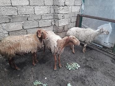 Dişi, il: 1, 35 kq, Damazlıq, Ünvandan götürmə lalafo.az -da Dişi, il: 1, 35 kq, Damazlıq, Ünvandan götürmə