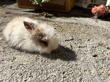 tap.az heyvanlar qusar: 1 aylıq çox şirin dovşan satılır 🐰✨ Tam sağlamdır, çox sakit və — 8