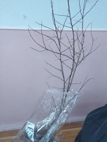 ağac satışı: Meyvə ağacı şitili – torpaq koması ilə - Şəkildə torpaqla birlikdə — 1