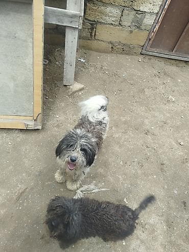 dok it: Peyvəndli — 8