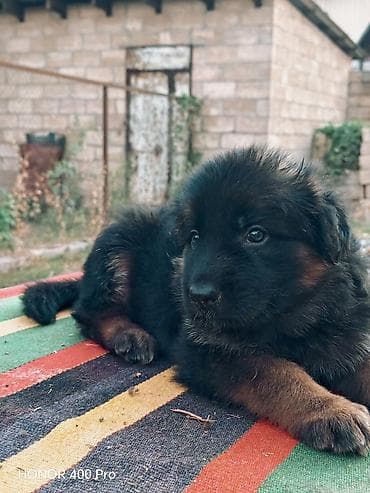 ev heyvan adlari: Alman çoban iti, 2 ay, Erkek — 3