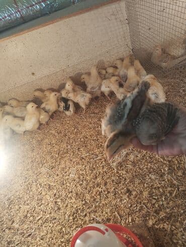 hinduska balasi satilir: Toyuq cücələri, Damazlıq, Ünvandan götürmə, Pulsuz çatdırılma, Ödənişli çatdırılma — 1