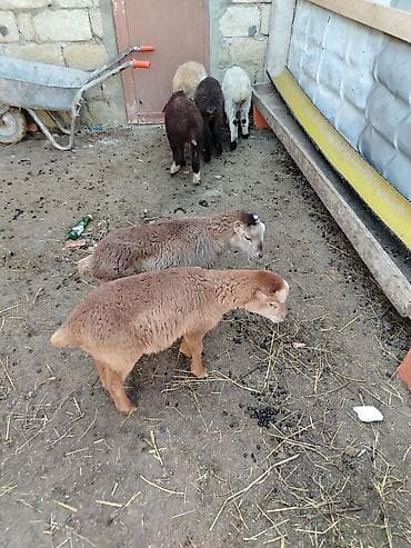 Dovşanlar: 6 erkəy 4 dişi — 6