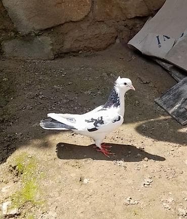 göyercin yuvası: 2 side erkeydi 12 14 tukduler — 10