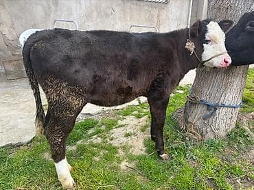 Keçilər, çəpişlər: İnək 20 litr süd verir hazırda. Tam problemsiz heyvandı. Qapı malı — 3