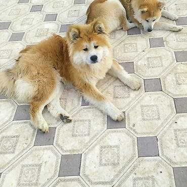 pitbull itleri: Akita-inu — 1