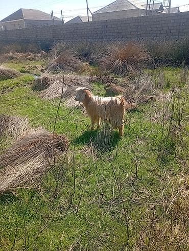 Erkək çəpiş 130 manat