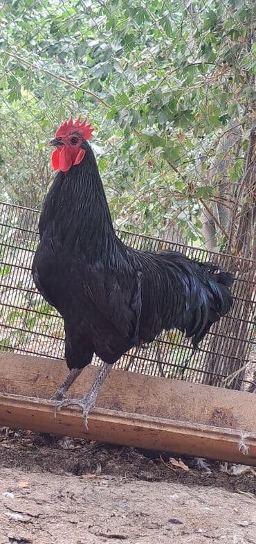 животные в добрые руки баку: Toyuq, Australorp, Damazlıq, Pulsuz çatdırılma — 12