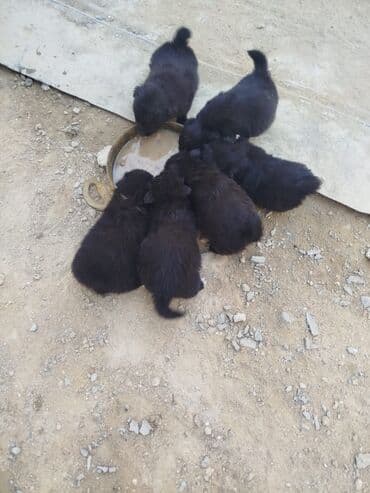 отдам в добрые руки щенка баку 2019: Zavanok it balalari — 4