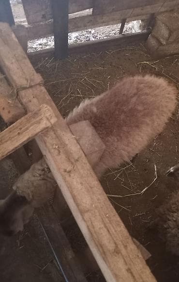 bala it sekilleri: Mazazirda suber quzu 4 ayliq ot arba canavar kimi yeyir yemcil quzu — 2