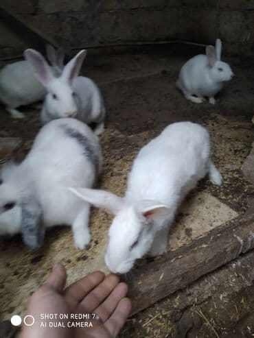 Daraq panellər: Ağ rəngli ev dovşanları – bir neçə fərqli fərd - Rəng: tam ağ — 5