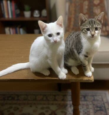 pişik balası satışı: Erkək, Dişi, Yaxşı əllərə — 1