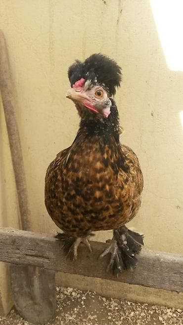 toyuq novleri: Курица, Для разведения — 1