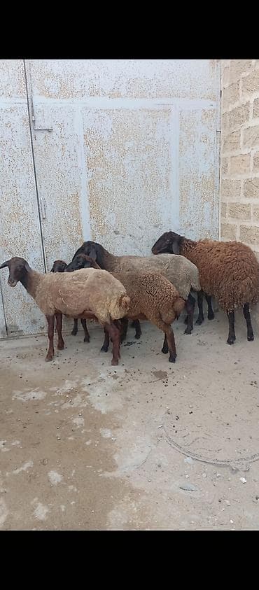 qoyun barter: Salam ünvan Bakıin maştağa kendi obşi 5 baş heyvanlar 1 baş qoç 2 — 1
