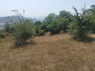 makler gence: 27 sot, Kənd təsərrüfatı, Maklerlər narahat etməsin, Kupça (Çıxarış) — 5