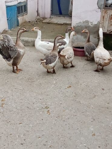 hinduska yumurtasi nece gune cixir: 1illik qazlar.yumurtayirlar. 2si dişi 5ierkek. hamsi birlikdə satılır — 1