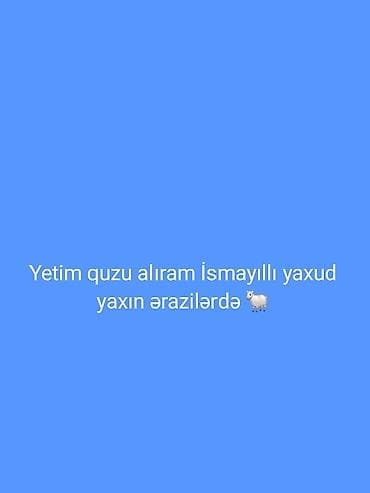 sudlu inek: Xidmət: Yetim quzu alışı Təsvir: - İsmayıllı və yaxın ərazilərdə — 1