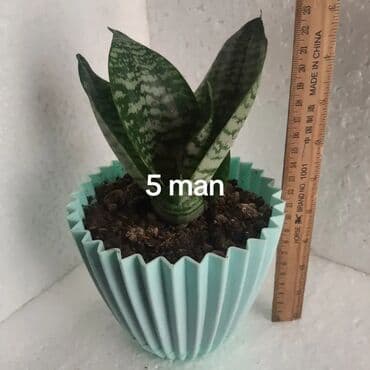 Sanseveriya (Sansevieria) “Hahnii” növü – qablarda dekorativ otaq