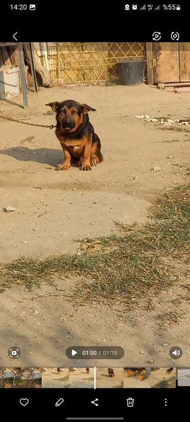 в хорошие руки собаку: Немецкая овчарка, 2 года, Самец, Самовывоз — 6