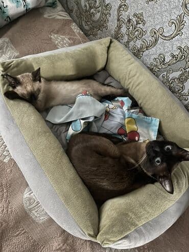 cütleşdirilir: Siam — 3