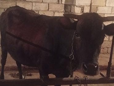 inək: Ətlik Maldı Bakı Malıdı Super kokdu Real alcılar Zeng Etsin — 3