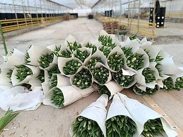 ad gunu ucun gul sekilleri: Məhsul: Tülpan buketi Təsvir: - Rəng: al-qırmızı çalarlarla sarı uclu — 6