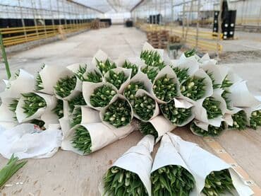 Buket güllər: Təzə kəsilmiş lalə buketləri - Rənglər: Bütün rənglər var Holland — 2