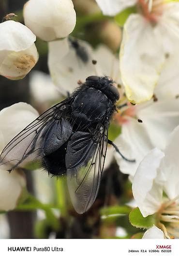 huawei p50 qiyməti: Huawei Pura 70 Ultra, 512 GB, rəng - Qızılı — 9