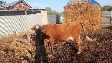 simmental inək satılır: Qiymətdə razılaşmaq olar. - Rəng: tünd qəhvəyi, alnında ağ ləkə - — 1