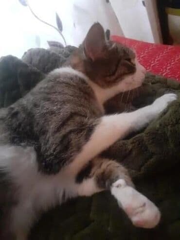 объявление о продаже собаки: Dişi, Yaxşı əllərə — 1