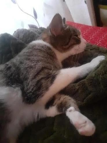 pişik daşıma çantası: Yaxşı əllərə — 1