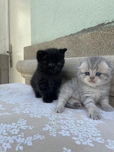 pişik qutusu: Britan, Erkək, Yaxşı əllərə, Ünvandan götürmə, Ödənişli çatdırılma — 9