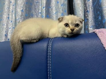 şotlan pişik: Şotland yastı qulaq, Erkək, Dişi, Yaxşı əllərə, Ünvandan götürmə, Pulsuz çatdırılma, Ödənişli çatdırılma — 110