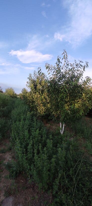 xacmaz torpag: 93 sot, Kənd təsərrüfatı — 14