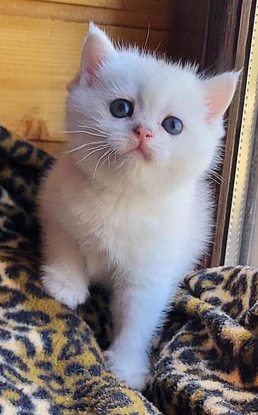 Птицы: Шиншилла — 7