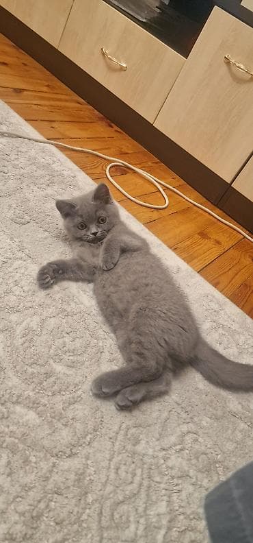 Pişiklər: Britan, Erkək, Yaxşı əllərə, Ünvandan götürmə, Ödənişli çatdırılma — 9