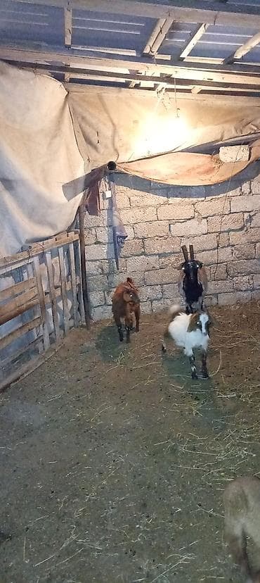 Qoyun-keçi təsərrüfatı üçün heyvanlar - Növ: Keçi (3 baş) - Görünüş — 3