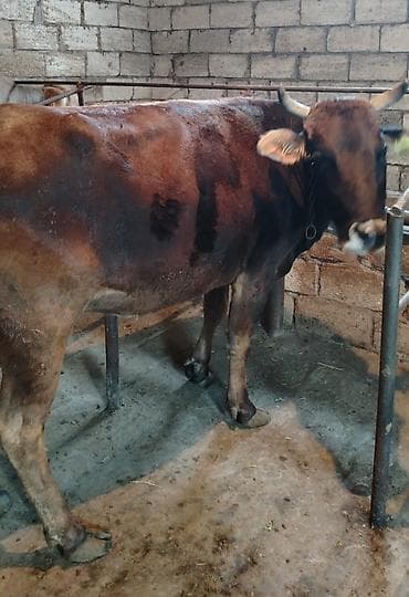 ebres ag quyruq: Ətlik di 1 qarın doğub real alıcılar Narahat etsin — 1