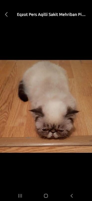 pişik pers: Ekzot, Erkək — 2