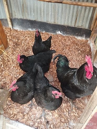 karlik dovsan satisi: Toyuq, Damazlıq — 2