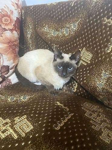 balaca itler satisi: Siam — 4