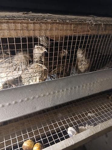 arpa bugda satisi: Ev Bildirçini.15 ədəd yumurlayan dişi.5 ədəd erkək.Üstündə qəfəsi — 4