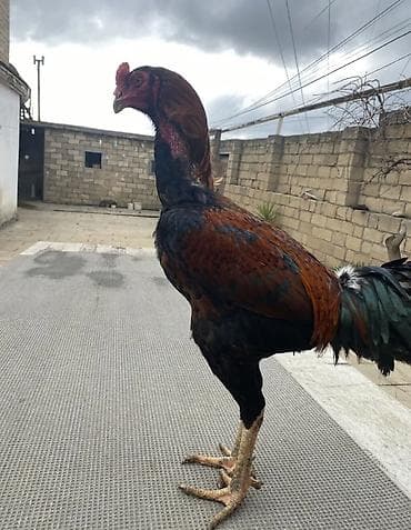 karella quş: Toyuq, Yumurtalıq — 6