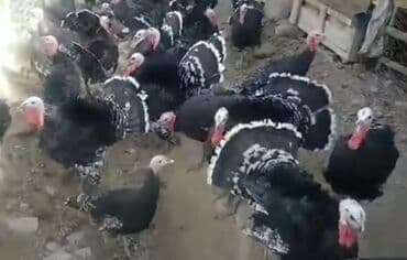zümrüd ördək: Tek 100 ayam zemani cut 200m .qap — 18