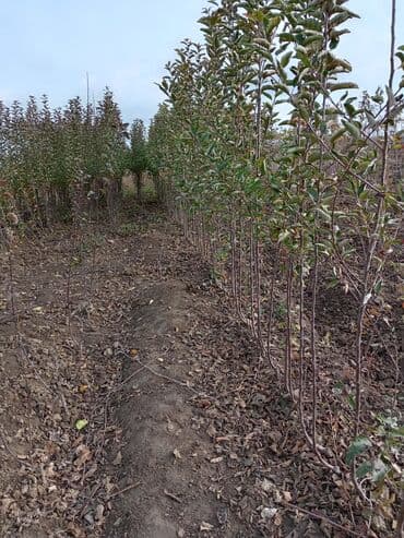 продам ворота бу: Саженцы деревьев — 3